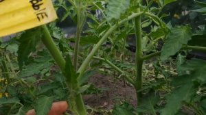 САМАЯ ВАЖНАЯ ПОДКОРМКА ТОМАТОВ, КИСТИ БУДУТ ЛОМИТЬСЯ ОТ УРОЖАЯ . , ПОДКОРМКА ТОМАТОВ .