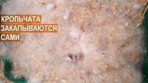 Крольчата сами закапываются в пуху. Кроликовод Александр Воронков
