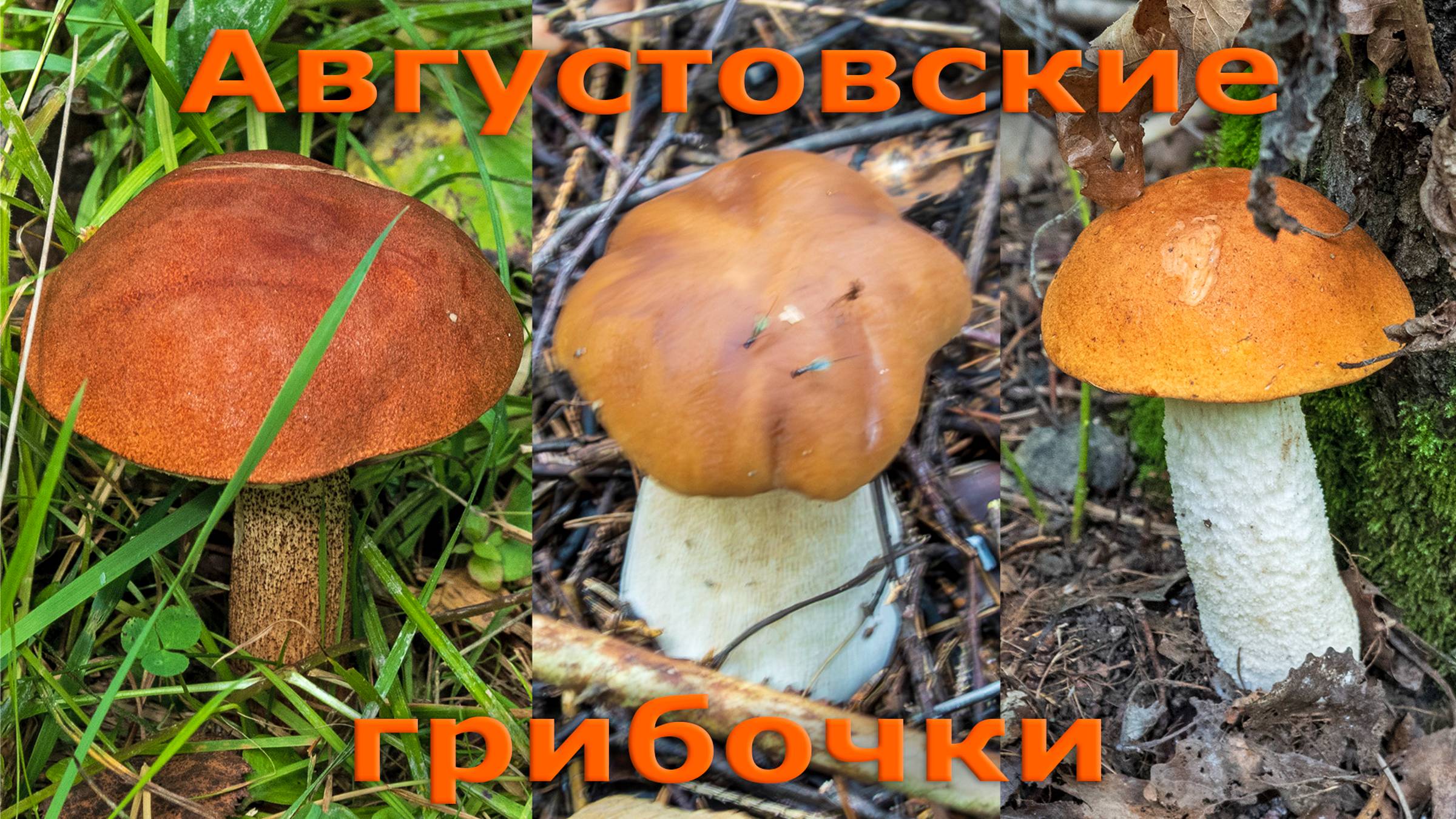 Новая волна лисичек. Подосиновики и белые грибы смотреть онлайн