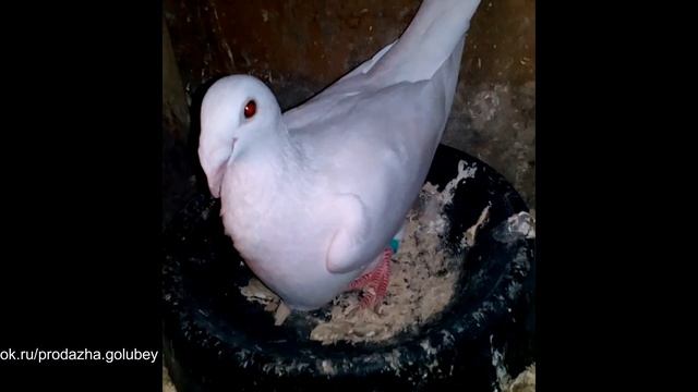 Русские почтовые голуби. Продажа в Туле. Тел. - 8-905-624-11-18 смотреть онлайн