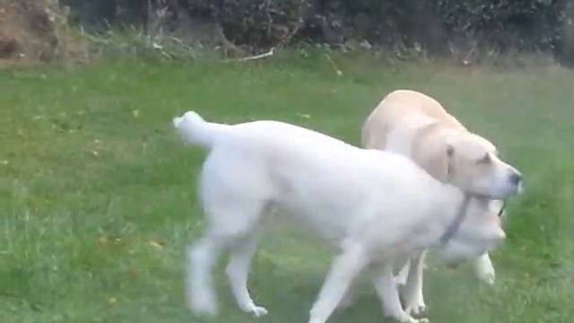 волкодавы смотреть онлайн