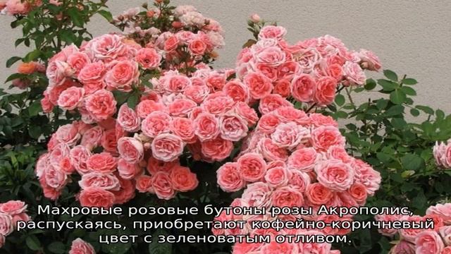 Роза флорибунда