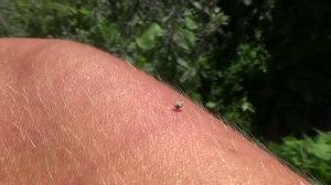 Жало пчелы.