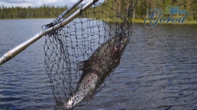 Природная зона - ПОЛЕСЬЕ. Заповедники и редкие животные и растения зоны