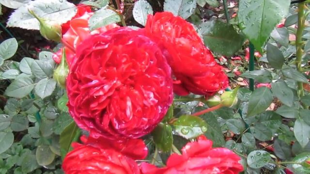 Мой Розовый Сад 2022г.Новинки в моём саду.Терракота.Скарлет Боника.Бордо. смотреть онлайн