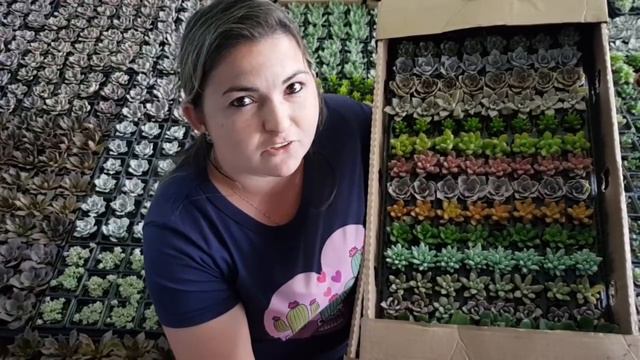 NOVIDADES da SEMANA - Cactos e Suculentas - 05.11 смотреть онлайн