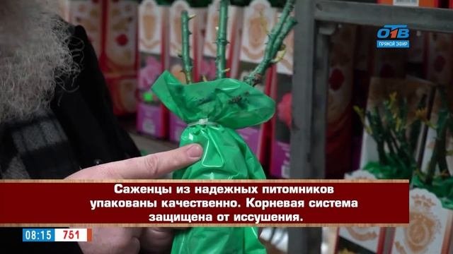 Руки садовода - как выбрать саженцы розы