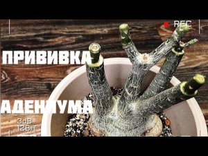 Прививка адениума флат на клей
