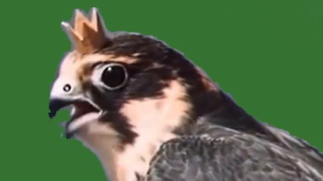 Сокол Финист Ясный сокол - футаж смотреть онлайн