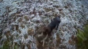 Охота на зайца с Дратхааром и Гончей