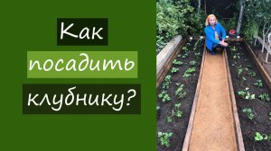 Как посадить клубнику?