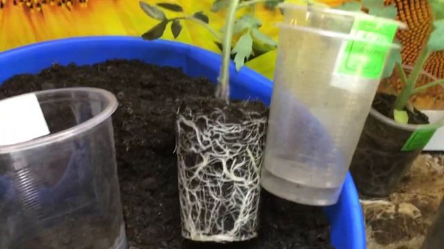 Перевалка томатов. Как узнать, что пора переваливать рассаду томатов в большой стакан? смотреть онлайн