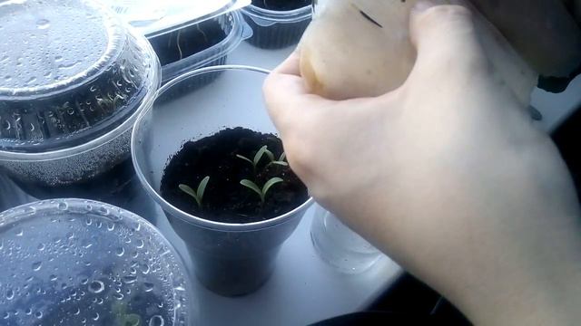 Барфатцы, Календула Радио, и Виола. смотреть онлайн