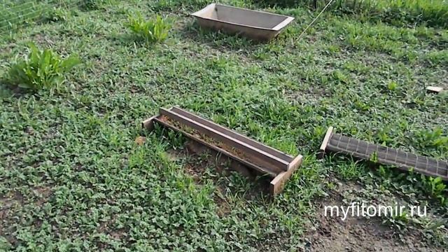 Цесарки - первые дни после покупки