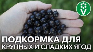 ПОДКОРМКА СМОРОДИНЫ натуральным и доступным всем продуктом!