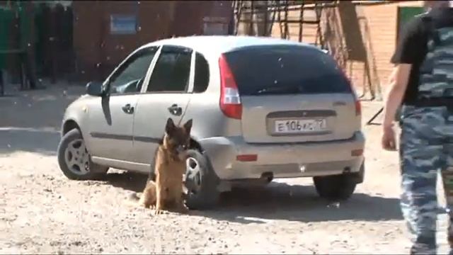 Тюменские кинологи отмечают профессиональный праздник смотреть онлайн