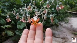 Цветение Котиледона Ундулата (Cotyledon undulata)