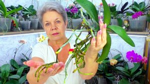 ТОЛЬКО ТАК делаю пересадку орхидеи. ВСЕ ЭТАПЫ пересадки орхидеи фаленопсис.