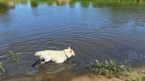 Гуси потеряли все ЯЙЦА