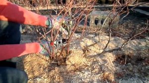 Обрезка 6 и 7 летних кустов голубики