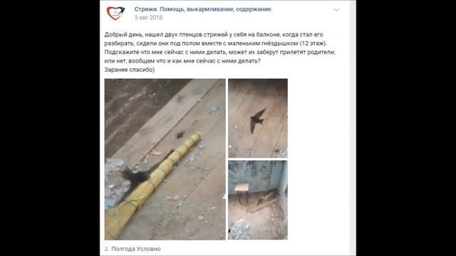 Берегите гнезда птиц - отложите ремонт балкона! смотреть онлайн