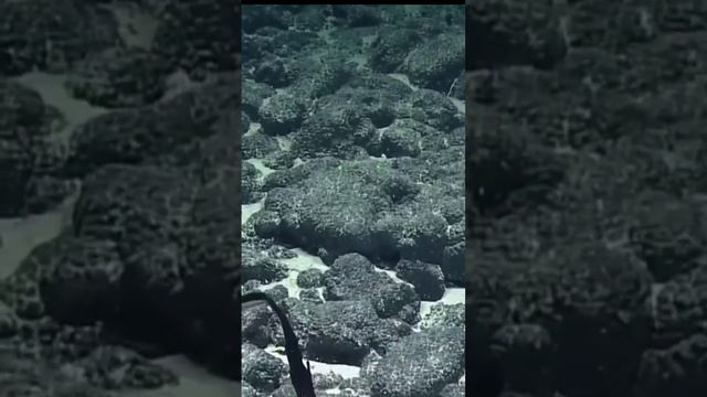 EL FONDO DE LAS FOSAS DE LAS MARIANAS😱🐬