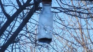 Простейшая кормушка для синиц