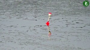 КТО НА ЖЕРЛИЦЫ НА ЛЬДУ, А Я НА ПОПЛАВОК ЖДУ ПОКЛЁВКУ ЩУКИ! РЫБАЛКА В НОЯБРЕ, В ДВУХ ШАГАХ ОТ ДОМА!