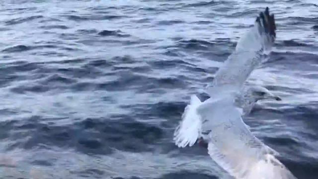 Красотка Жизель со стрелки Васильевского острова) смотреть онлайн