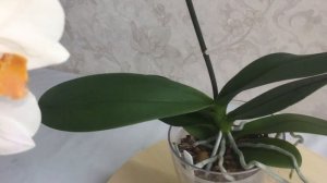 Орхидея Дарвин (phal. Darwin) в домашнем цветении