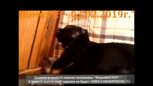 Щенки ВЕО АЛВО РОСС помет Э   03 02 2019