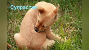 Аллергия у собак : симптомы, лечение