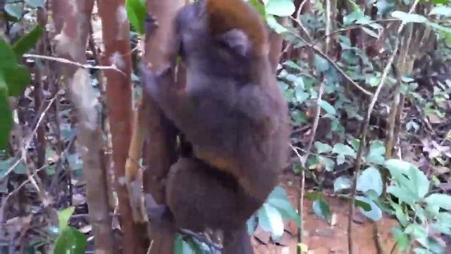 Лемуры4 смотреть онлайн