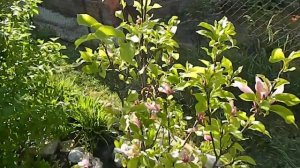 Магнолия цветёт, в моём саду в Хадыженске !