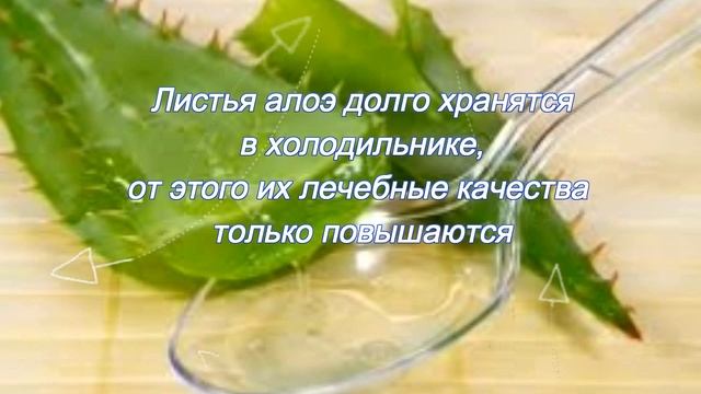 Алоэ - домашний доктор смотреть онлайн