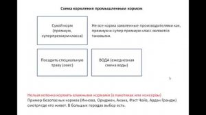 Урок№1. Как кормить котенка с двух месяцев