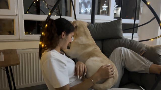 Вот так выглядит Настоящая Любовь Лабрадора смотреть онлайн