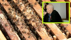 Лучшие советы опытного пчеловода. Термообработка пчёл. Кашковский.