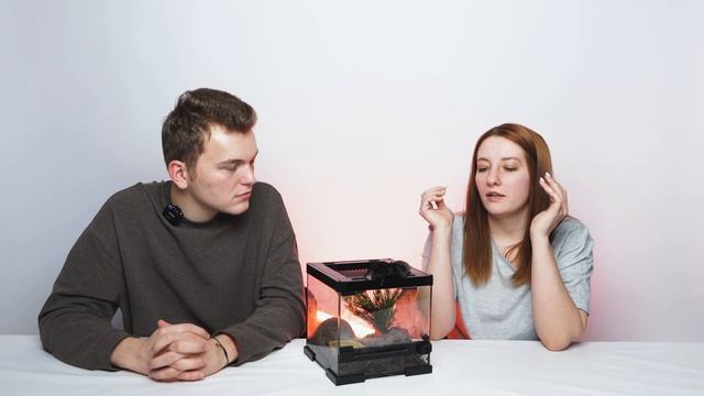 Выбираем ПЕРВОГО паука: ТОП-3 невероятных вида для твоего дома! смотреть онлайн