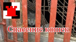 Сюжет, который меня поразил: как жители Калининграда спасали закрытых в подвале кошек