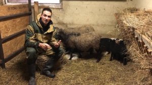 Взросление ягнят | Чем кормить ягнят в первые месяцы жизни?
