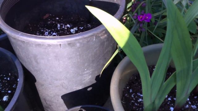 My Stress Reliever #orchids #Gardening #Phalaenopsis #POGUSA смотреть онлайн