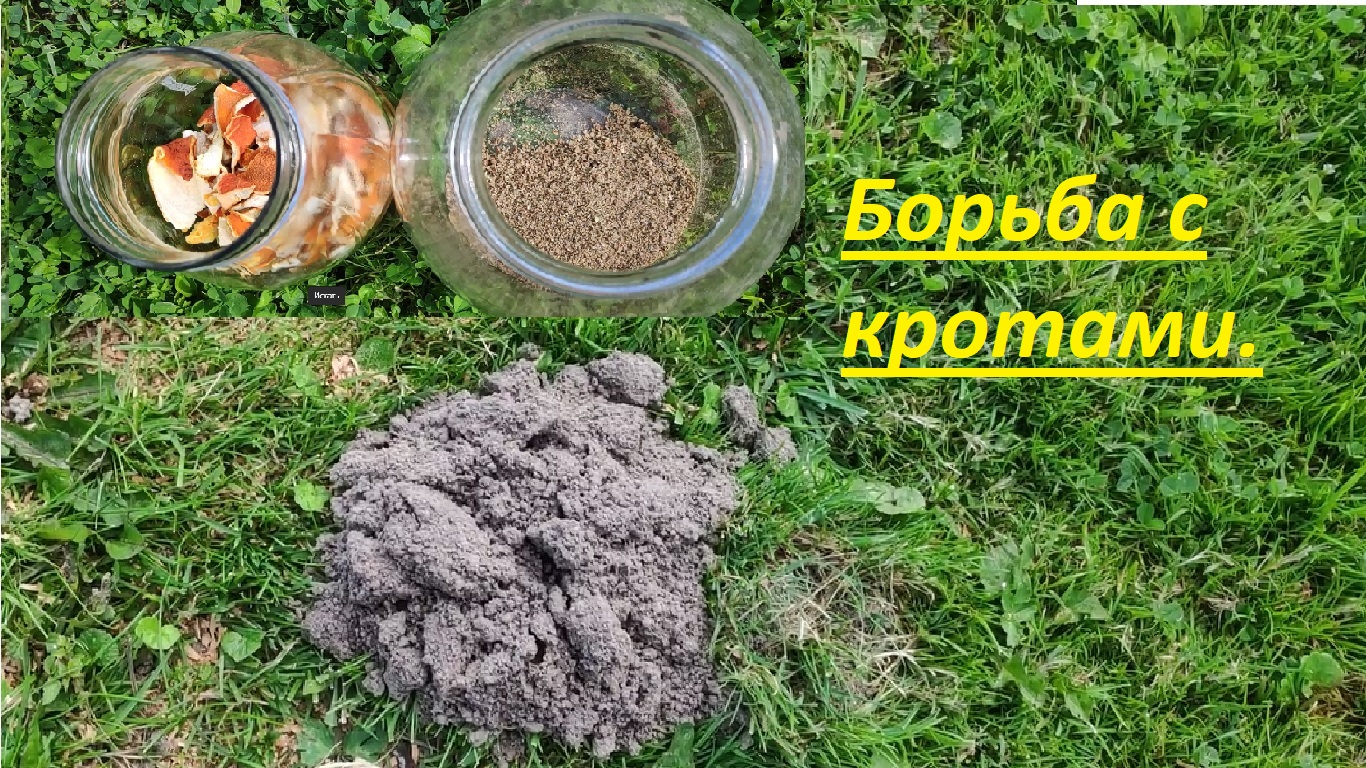 Борьба с кротами.  Как выгнать крота с дачного участка.