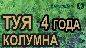 Туя западная колоновидная Колумна 4-х летка. Саженцы туи в питомнике "Хвойный дворик" - осень 2019
