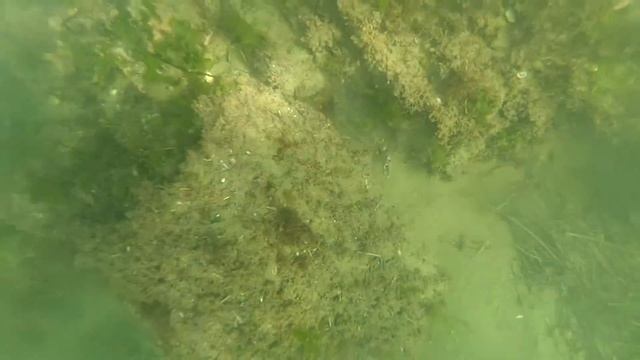 японский краб-плавунец смотреть онлайн