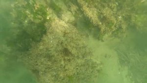 японский краб-плавунец