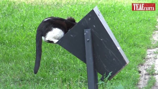 РАСХИТИТЕЛЬ МУСОРНЫХ БАКОВ )) смотреть онлайн