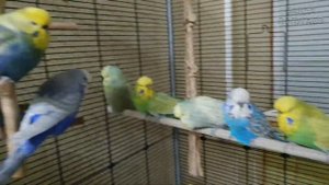 Смотрите, как Банда Попугаев спит)