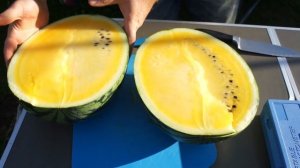 Арбуз Оранж Кинг - настоящий король жёлтомякотных арбузов