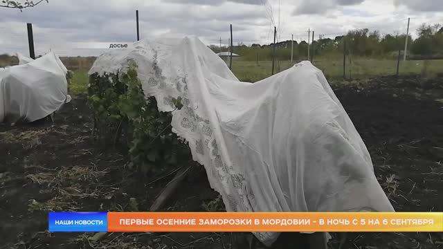 Первые осенние заморозки в Мордовии - в ночь с 5 на 6 сентября